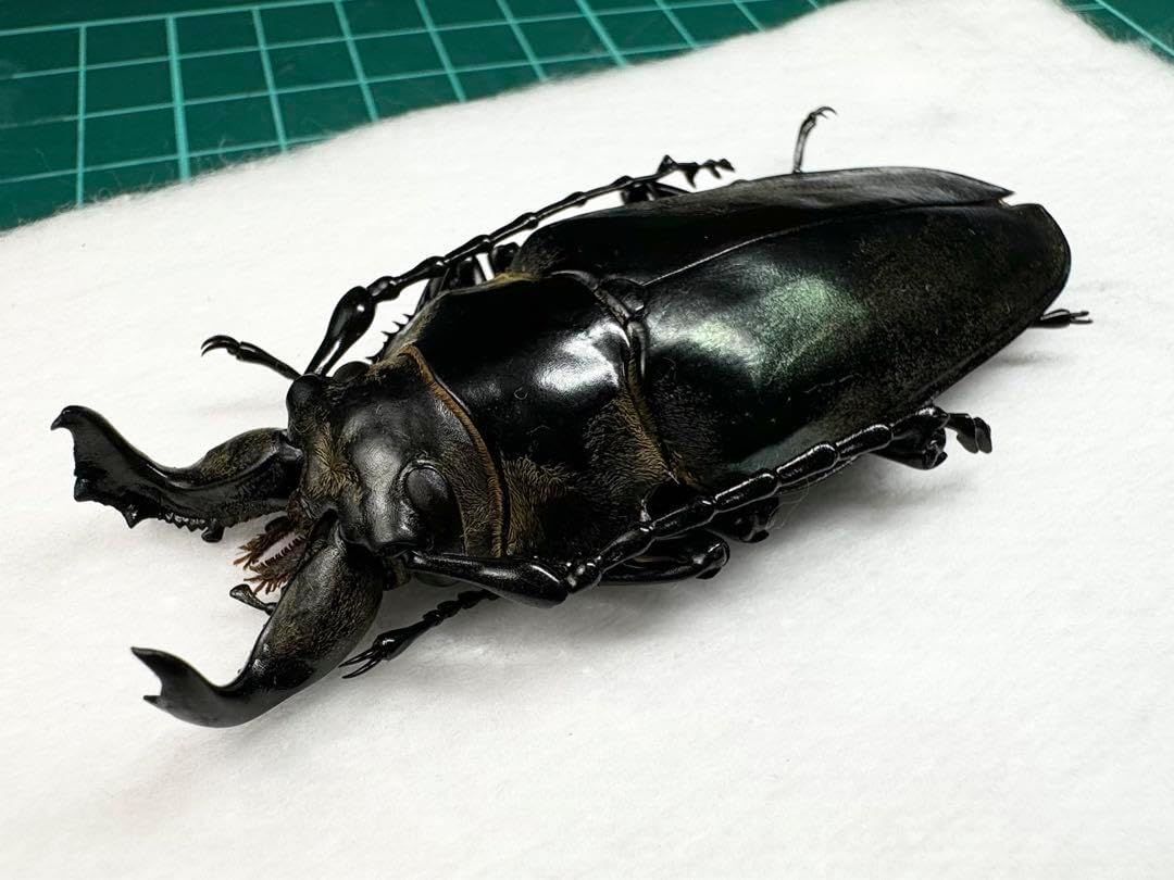 ネプチューンオオカブト野外品 標本 <1215z昆虫標本> ネプチューン